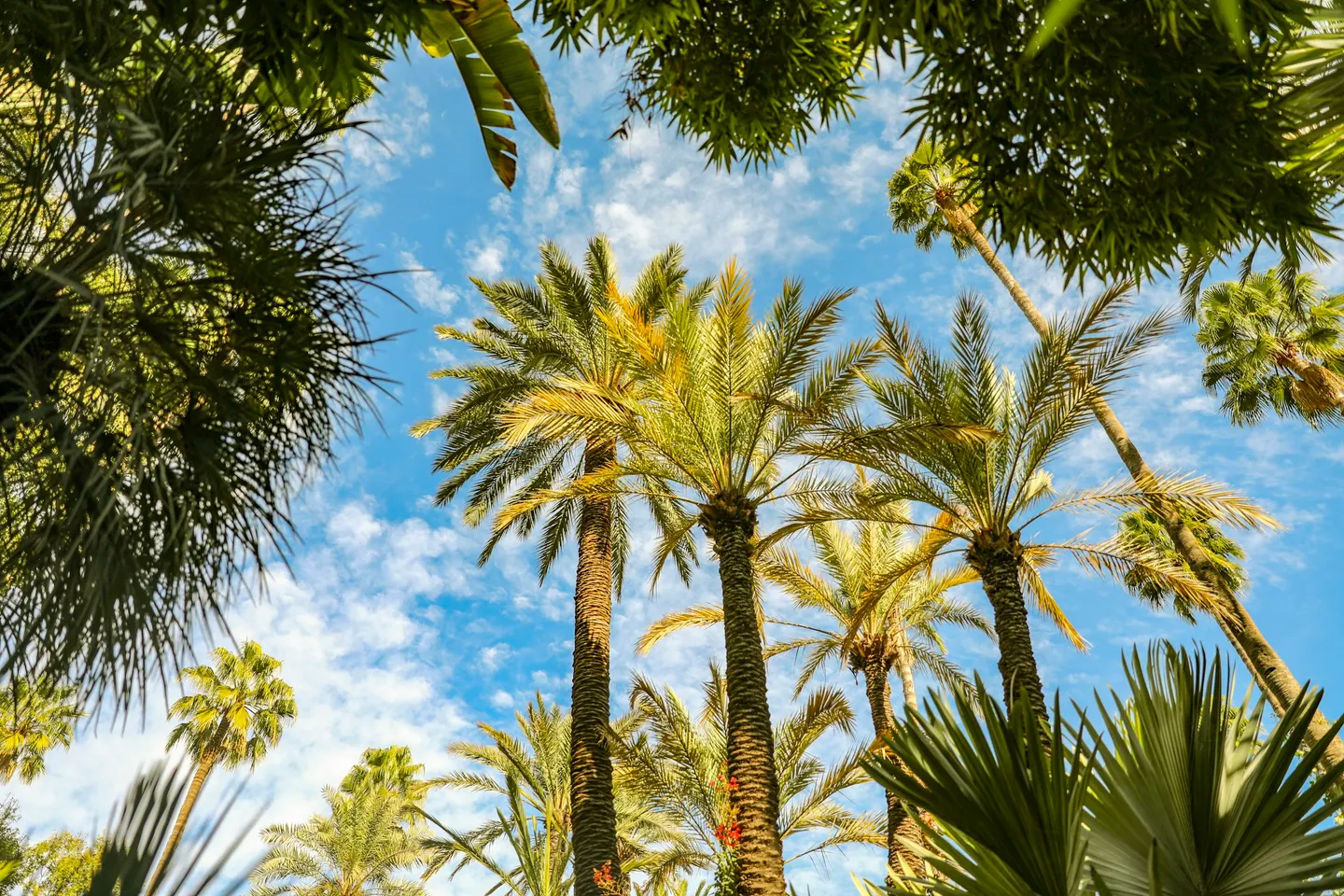 Palmiers sous un ciel bleu